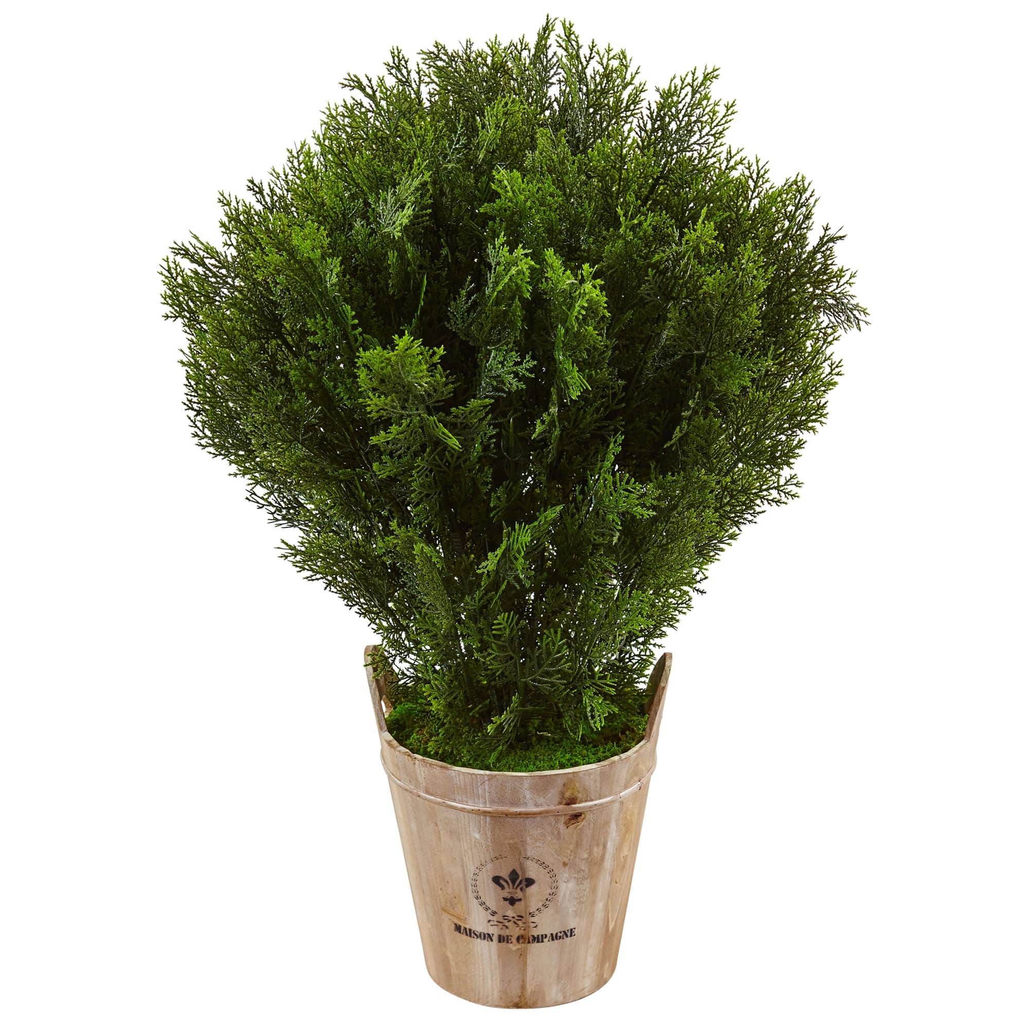 3ft. Cedar Tree in Barrel Planter